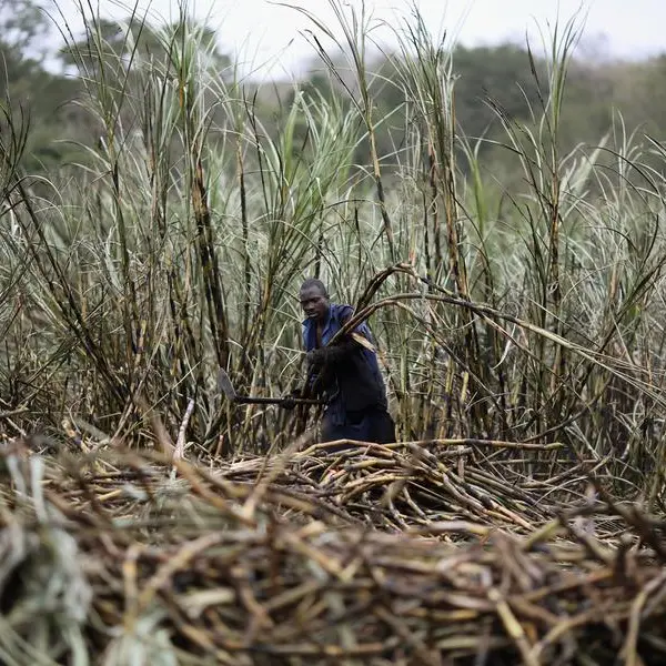 South Africa's sugarcane output drops by 10% amid drier conditions