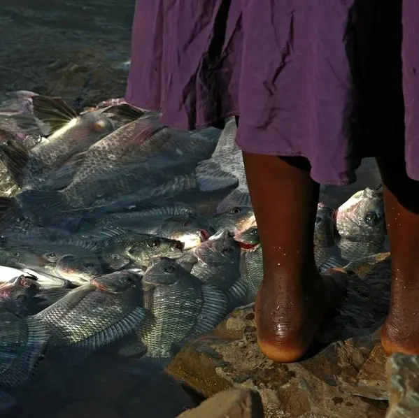 Uganda traders flag illegal fishing of Lake Victoria Nile perch