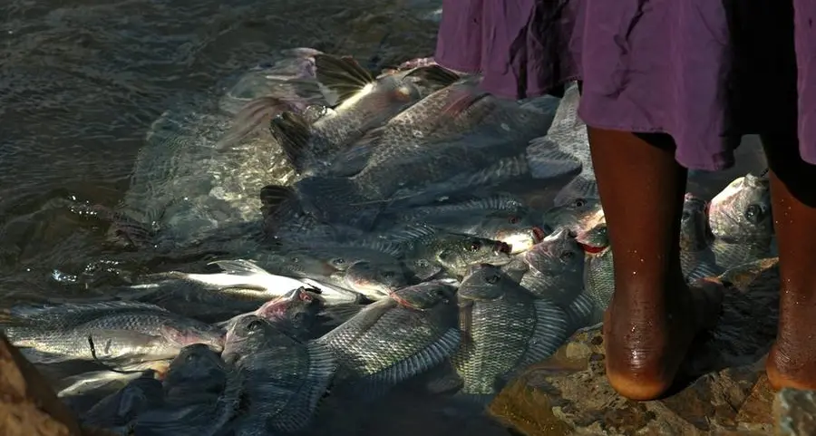 Uganda traders flag illegal fishing of Lake Victoria Nile perch