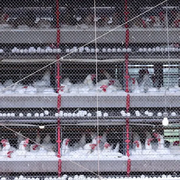 Which countries restrict Brazilian chicken imports over bird flu?