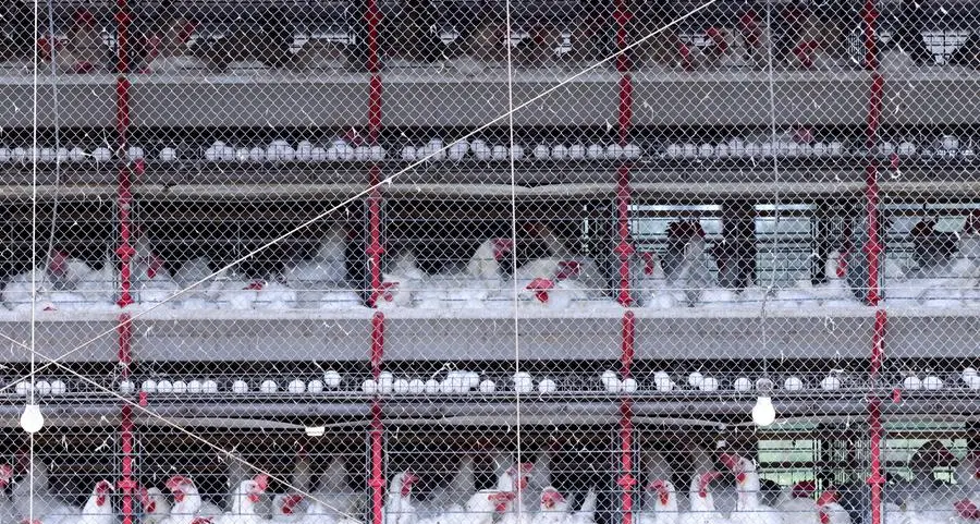 Which countries restrict Brazilian chicken imports over bird flu?