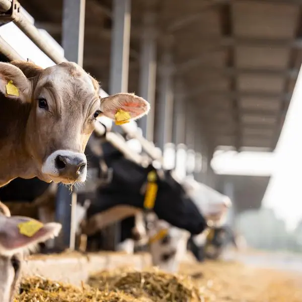 Nadec’s unit launches $533mln livestock project to boost local meat production