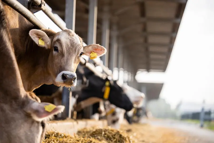 Curious cow looking to the camera at cattle farm. Image used for illustrative purpose. Image courtesy: Getty Images/ Smederevac
