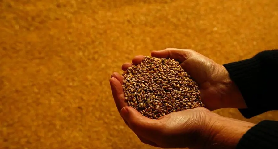 Saudi Arabia issues tender to buy 595,000 tons of wheat
