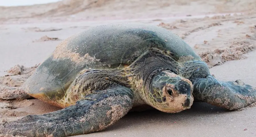 EAD records Abu Dhabi's first rare green turtle nest