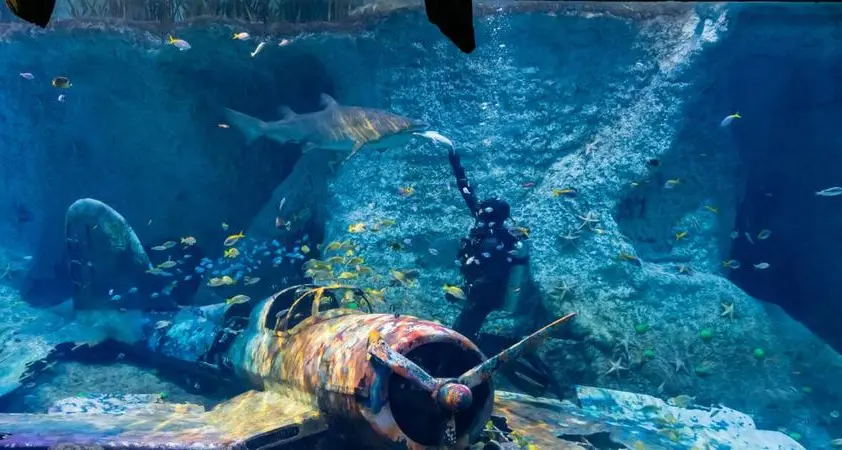 Abu Dhabi: Now, see 46,000 creatures at National Aquarium
