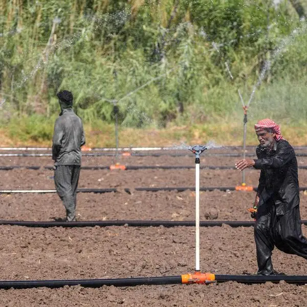 Farmers innovate to save Iraq's rice production