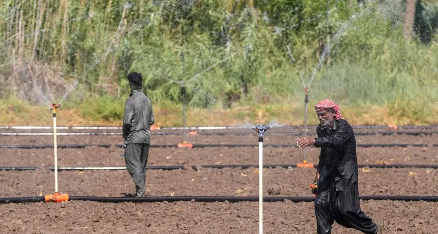 Farmers innovate to save Iraq's rice production