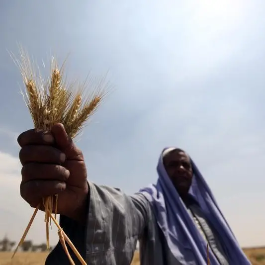 Egypt’s strategic reserves of wheat sufficient for 4.6 months