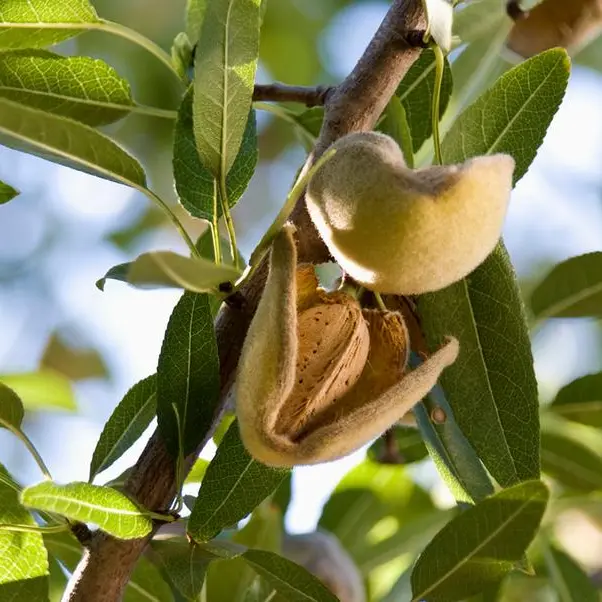 Saudi Arabia to establish Almond City to increase production