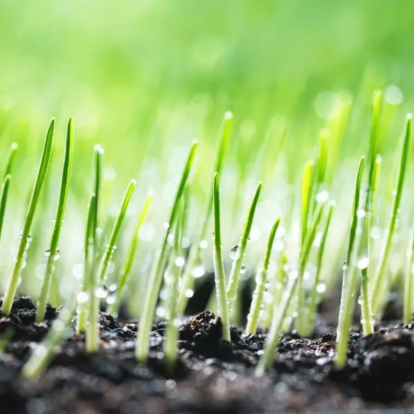 Maser plans $1.6bln investment in Africa’s food, digital infra sectors: Report