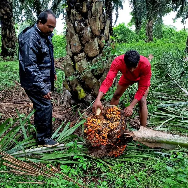 Malaysia plans to raise palm oil windfall profit levy threshold