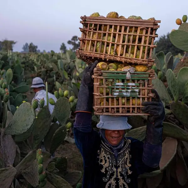 Egypt’s agricultural exports hit 5.1mln tons in 7 months