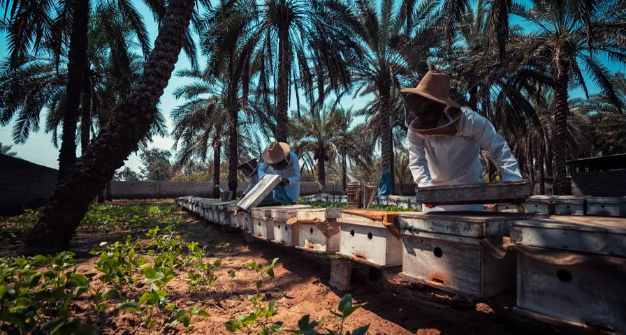 National Finance and Dar Al Atta’a join forces to empower women across governorates through beekeeping & cultivation initiatives