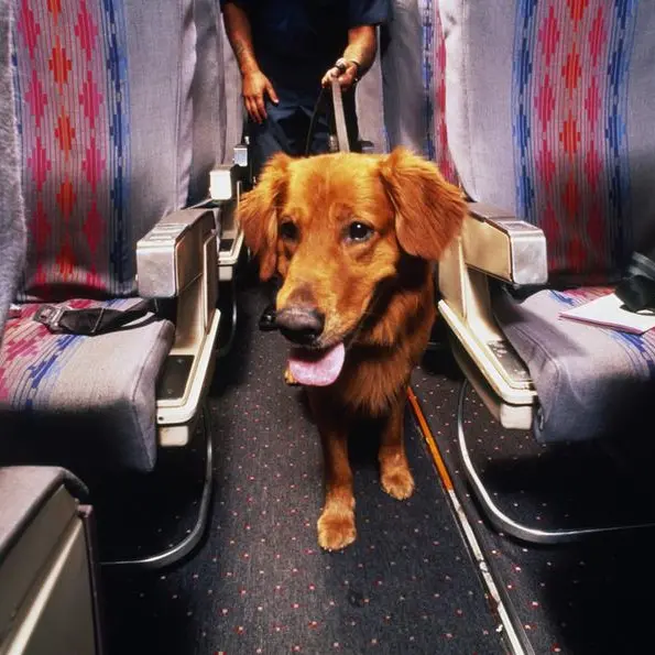 World's first charter flight for dogs starts in US; know its cost, services