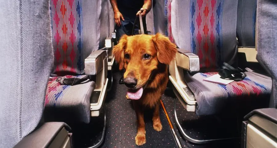 World's first charter flight for dogs starts in US; know its cost, services