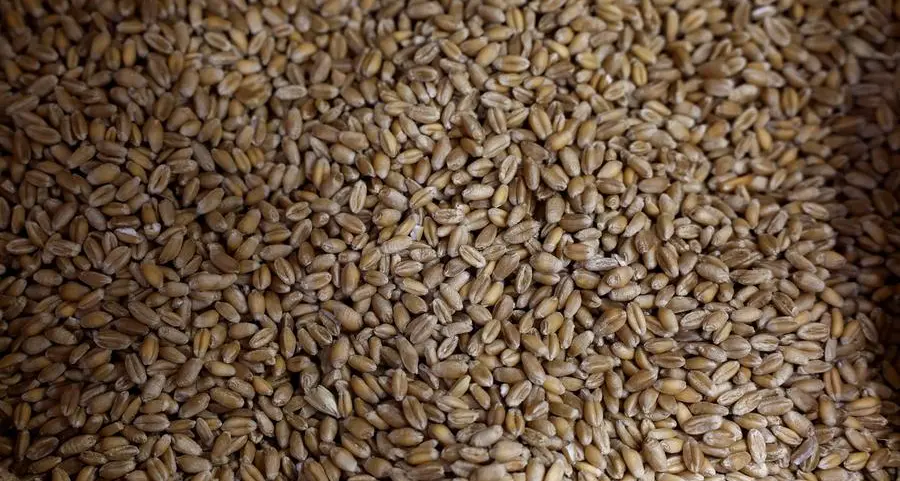 Saudi Arabia issues tender to buy 595,000 metric tons of wheat