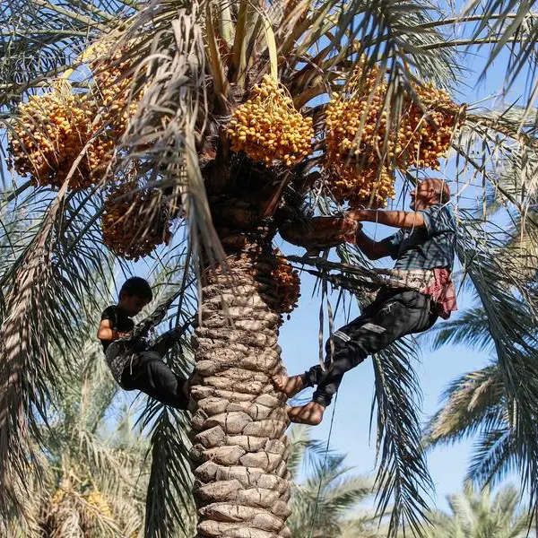 Iraqi date farmers fight drought to protect national treasure