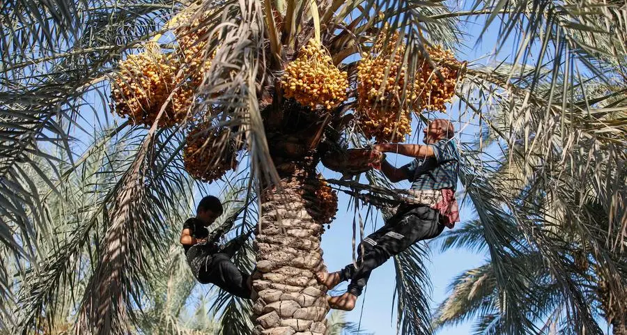 Iraqi date farmers fight drought to protect national treasure