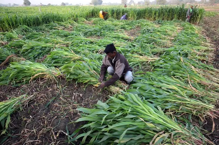 Image used for illustrative purposes only. A farm worker harvests maize crop in a field on the outskirts of Ahmedabad, India, February 1, 2019. / Amit Dave, Reuters , Reuters Images