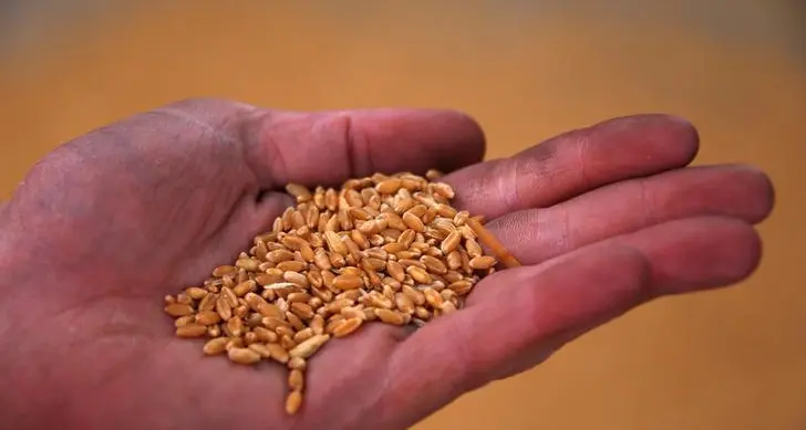 Saudi Arabia buys 795,000 T of wheat in tender - GFSA