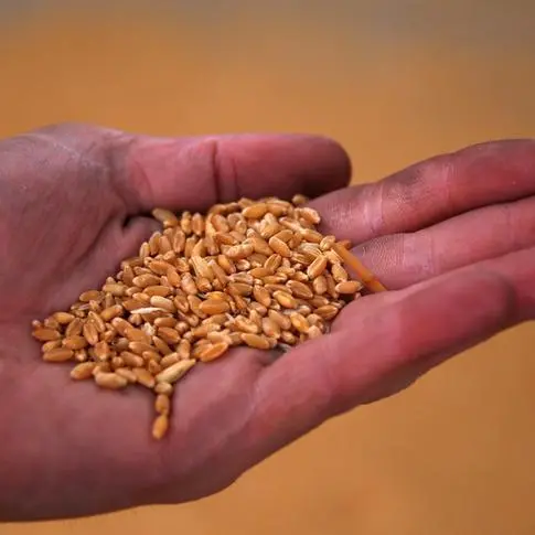 Wheat drops 3% on harvest pressure; corn and soybeans also fall