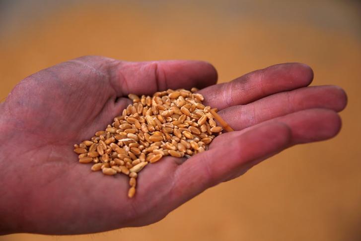 Jordan issues tender to buy up to 120,000 metric tons wheat, traders say