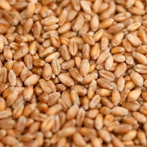 Wheat set for biggest weekly gain in one month on supply woes
