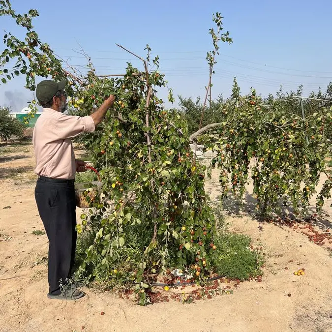 In Iraq, water crisis leaves farmers clinging to sidr trees