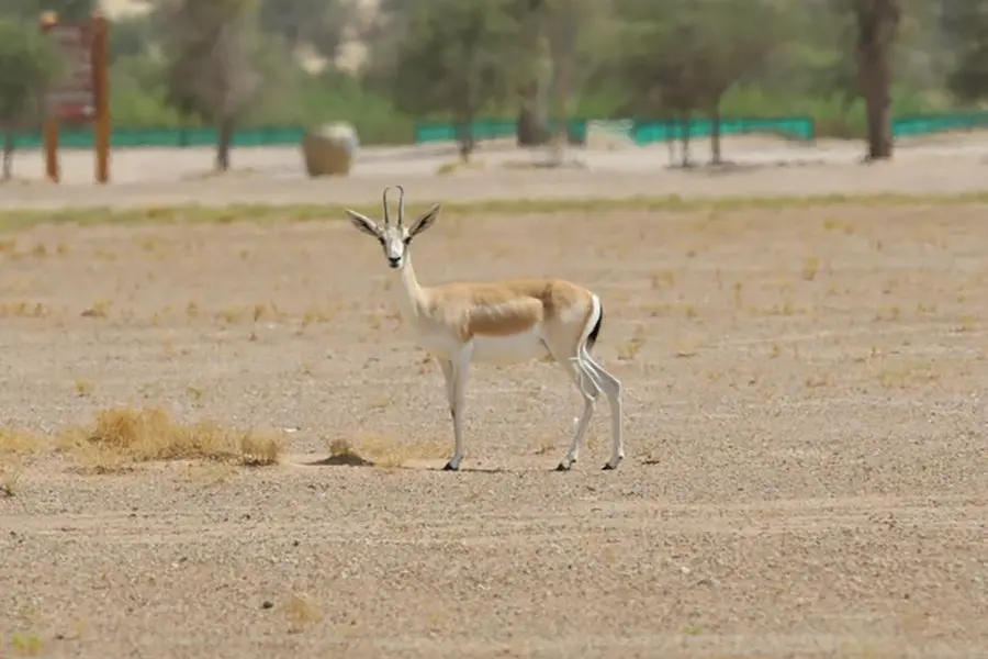 In the third section, researchers delve into the diverse flora and fauna found in the UAE. Image Courtesy: NYU Abu Dhabi
