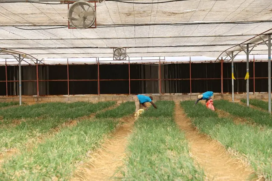 Agriculture meets technology at sustainable farm in the UAE desert