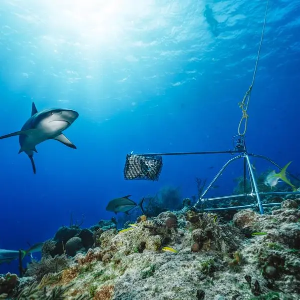 US tourist killed by shark in Bahamas