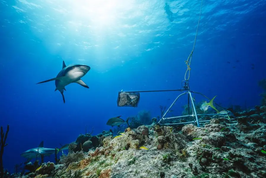 US tourist killed by shark in Bahamas