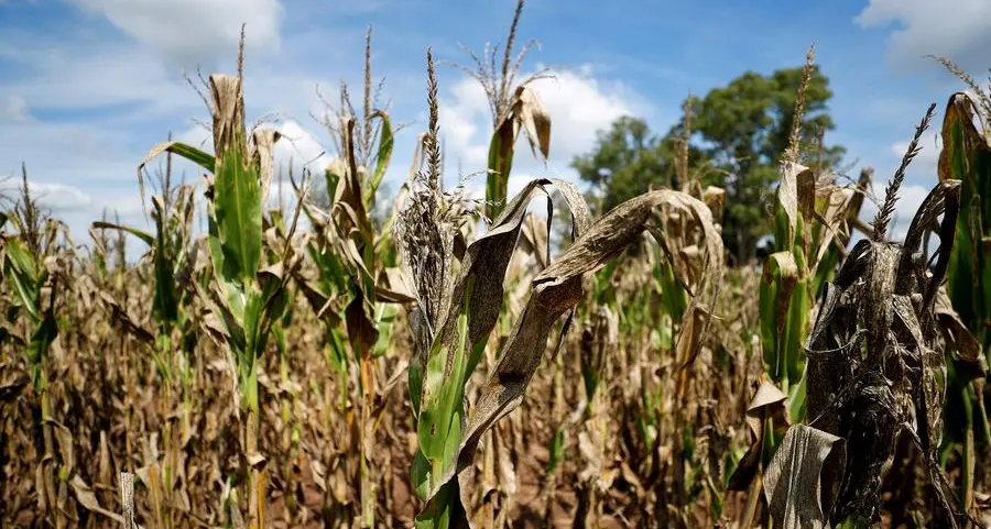 Corn eases after rally, declining US crop condition curbs losses