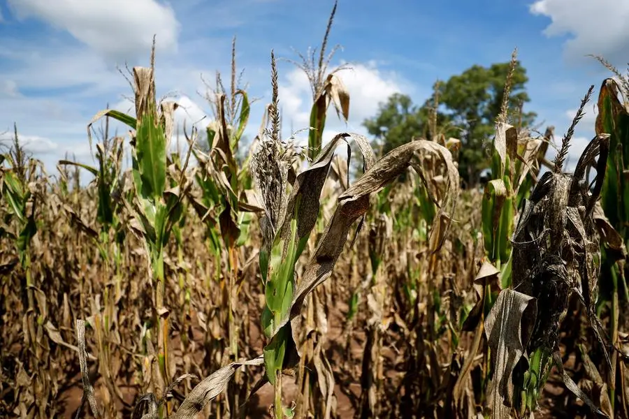 FILE PHOTO: Corn plants affected by a long drought that finally ended this month by the arrival of rain, is pictured in a farm in 25 de Mayo, in the outskirts of Buenos Aires, Argentina January 24, 2022. Picture taken January 24, 2022. REUTERS/Agustin Marcarian/File Photo , Reuters