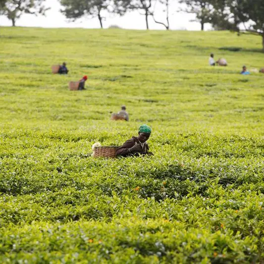 Bangladesh tea workers struggle as heat and drought scorch fields
