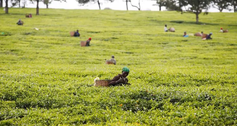 Bangladesh tea workers struggle as heat and drought scorch fields