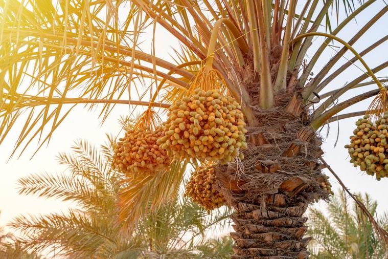 Saudi Arabia boosts global date output with 400 varieties, 8.1mln palm trees