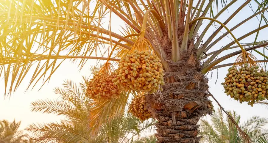 Saudi Arabia boosts global date output with 400 varieties, 8.1mln palm trees