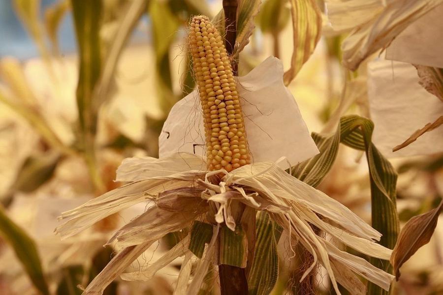 Corn hovers near 3year lows after US predicts record harvest