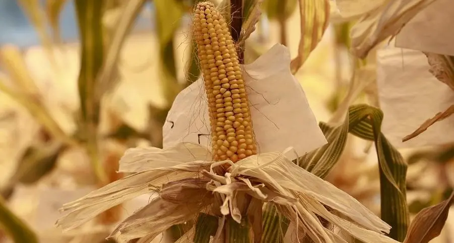 Will fading La Nina boost prospects for the 2023 U.S. corn crop? -Braun