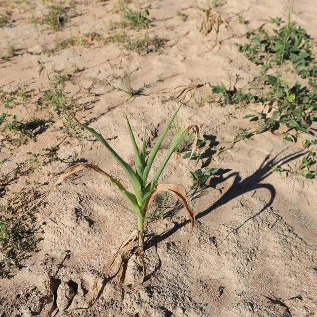 El Niño drought hits Zimbabwe hard