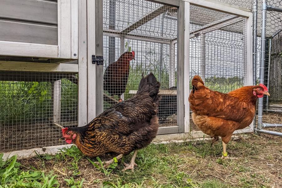 Balady to Expand Saudi Poultry Sector with $303 Million Investment