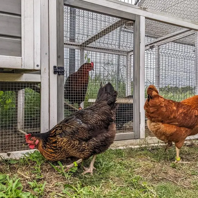 UAE moves against poultry cartel over price manipulation