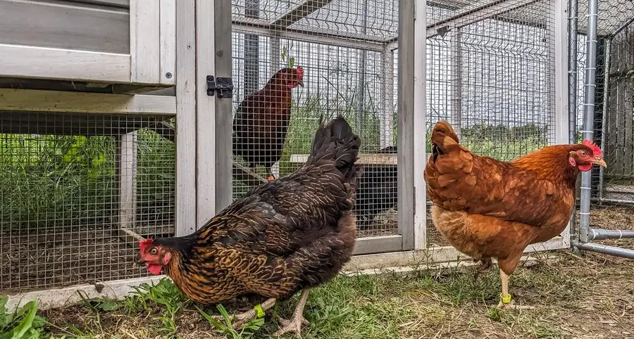 UAE moves against poultry cartel over price manipulation