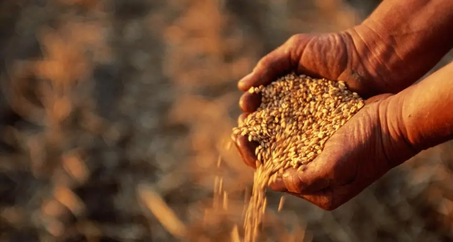 Wheat production in Oman surges 300%