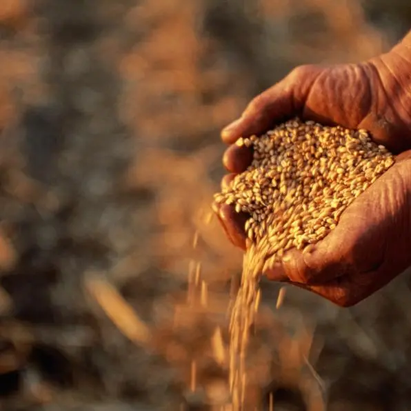 Jordan issues tender for up to 120,000 T of wheat, traders say