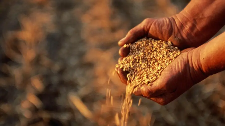 Algeria buys durum wheat after talks on Wednesday, traders say