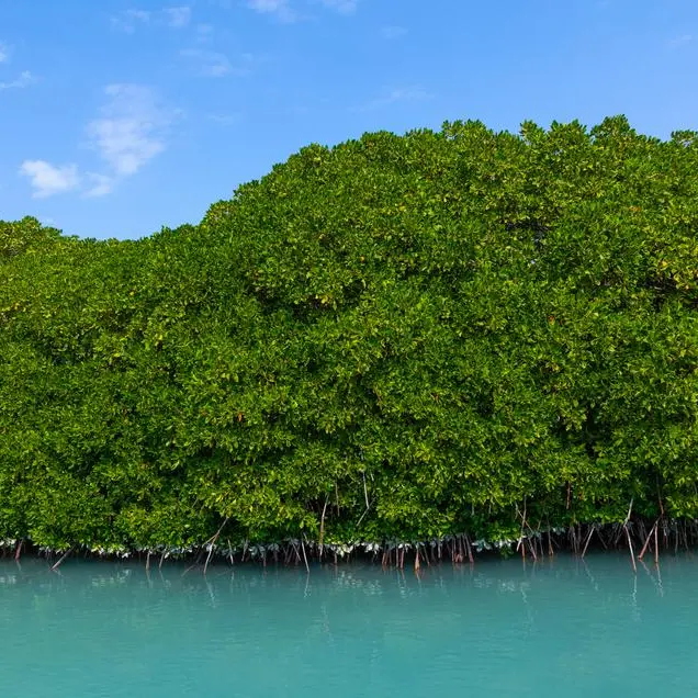 Saudi Arabia plants 13mln mangroves to combat desertification