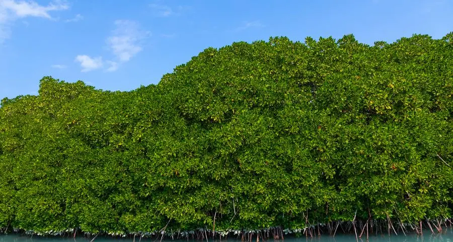 Saudi Arabia plants 13mln mangroves to combat desertification